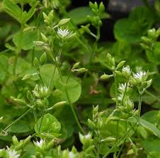 Image result for Drymaria