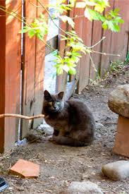 2 weeks ago , updated 2 weeks ago. Found A Stray Cat