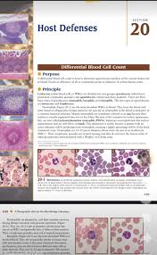 Image result for Basophil Count