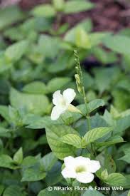 Image result for Asystasia gangetica