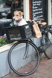 Moment S Hunde Haustiere Hundetransport