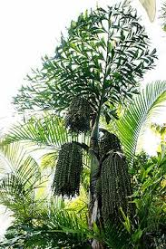 Image result for Caryota