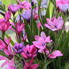 Image result for Babiana