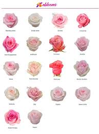 Beautiful tender gentle delicate flower background with small pink flowers. Nena Rose Variety Pink Ebloomsdirect Rose Varieties Flower Names Wedding Flower Types