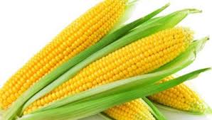 Maybe you would like to learn more about one of these? Makanan Yang Mengandung Protein Nabati