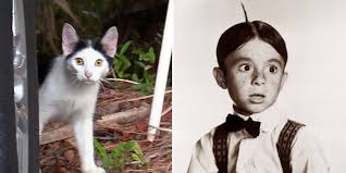 The actor who, at age 9, brought alfalfa to life is bug hall. Stray Kitten With A Unique Hair Style Given The Name Alfalfa And A Forever Home Cole Marmalade