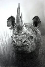 Black And White Animal Drawings Realistic African Black Rhino Drawing Done In Pencil Rhino Art Animal Drawings Animal Art