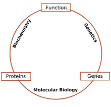 Check spelling or type a new query. Molecular Biology Wikipedia