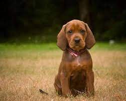 See redbone coonhound pictures, explore breed traits and characteristics. Pin On Animals