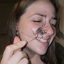 Has the Green Iguana Conservation Project changed?