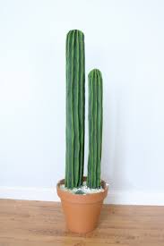 Out of these, the cookies that are categorized as necessary are stored on your browser as. Cute Cactus Diy Plant Lily Ardor