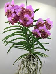 Image result for Vanda