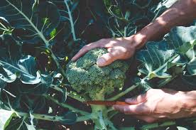 Submitted 1 year ago by mushroom0918. Organic Fertilizer Breakdown Part One Blood Meal Seattle Urban Farm Company