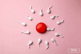 Nah, bicara soal masa subur, masa subur kamu berkisar di sekitar waktu ovulasi, kurang lebih 5 hari sebelum terjadinya ovulasi itu. Cara Menghitung Masa Subur Setelah Haid Plus Tips Cepat Hamil
