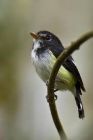 Pale Yellow Bird With Black And White Wings Pin By Hoang Việt Chung On Animal A Chim 2 In 2020 Black And White Birds Bird Species Beautiful Birds