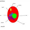 Packed red blood cells, also known as packed cells, are red blood cells that have been separated for blood transfusion. Https Encrypted Tbn0 Gstatic Com Images Q Tbn And9gcqcjl1a7anso3yzzixkhqaghfo Rozf3fyn5aebrjpbftrkqp8n Usqp Cau