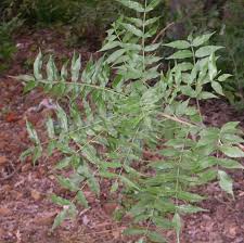 Image result for Kirkia acuminata