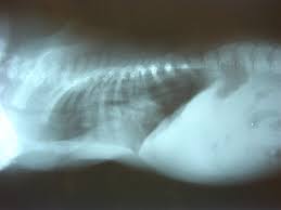 Pectus excavatum causes the chest to appear sunken. Swimmers And Pectus Excavatum In Dogs Vetlexicon Canis From Vetstream Definitive Veterinary Intelligence