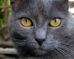 Widescreen Wallpaper Gray Cat Yellow Eyes Hd 1280x1024 Grey Cat Wallpaper Grey Cats Cats