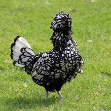 Black And White Hen Black And White Chicken Black And White Chickens Beautiful Chickens Fancy Chickens