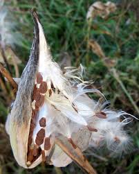 Marvelous Milkweed Answers To 21 Common Questions Milkweed Milkweed Plant Milkweed Pods