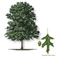 Trees exist in a huge variety across the world, but not all trees knowing their names and how to identify them is a sign of both respect and appreciation. 33 Oak Tree Varieties Of Texas Ideas Oak Tree Tree Texas Trees