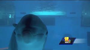 Pratt st., baltimore, md 21202). National Aquarium To Move Dolphins Into Refuge