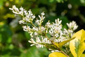 Image result for ligustrum ovalifolium