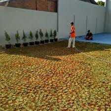 Rumput gajah mini sangatlah bandel dan mampu bertahan sehingga karenanya gulma jadi kalah bersaing dengan daun gajah mini. Hiasan Taman Dengan Rumput Gajah Mini Perkebunan Di Carousell