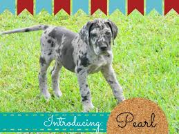 Use the search tool below and browse adoptable great danes! Blue Merle Great Dane Puppy The Dirty Floor Diaries