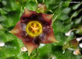 Image result for Duvalia polita