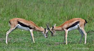 Les gazelles (maxi, single) 4 versions : Wildlife Gateway Gazelles Du Mara