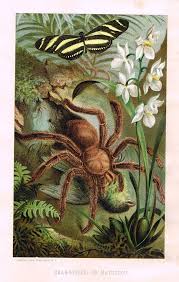Animate Creation 1885 Crab Spider Chromo By Prang Selmar Hess Ebay In 2020 Chromolithograph Illustration Prints