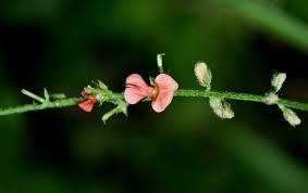 Image result for Indigofera trita