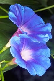 Image result for Ipomoea parasitica