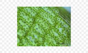 Jul 22, 2021 · figure: Light Plant Cell Microscope Png 500x500px Light Biology Cell Electron Microscope Eukaryote Download Free