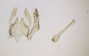 Image result for Scrobipalpula diffluella