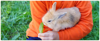 Maybe you would like to learn more about one of these? Pets Edmonton Faithful Friends Pet Memorial Services
