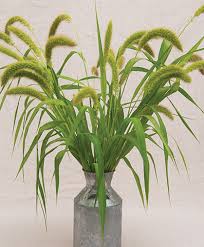 Image result for Setaria italica