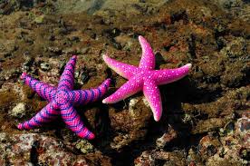 Starfish Belong To A Group Of Marine Animals Called Echinoderms And It Is Not Actually Fish Starfish Is Kno Beautiful Sea Creatures Marine Animals Sea Animals