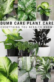Dumb Cane Care How To Care For Dieffenbachia Houseplants In 2020 Plants House Plant Care Propagating Plants