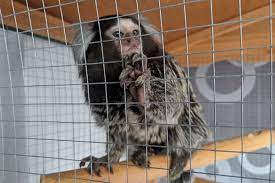 Haus kaufen in deutschland kompetent exklusiv& leidenschaftlich mit engel & völkers häuser in deutschland kaufen 800 standorte starke expertise. Affen Kaufen Und Als Haustier Halten Warum Das Tierqualerei Ist