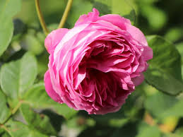 Sämling von 'émile courtier' synonyme: Historische Rose Louise Odier Schonste Rosen Expertenwissen