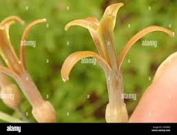 Image result for Dipcadi marlothii