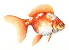 She studies art education at kennesaw state university and loves eating candy! Http Payload36 Cargocollective Com 1 5 167297 3031058 Goldfish Jpg Sea Life Art Fish Art Colored Pencil Artwork