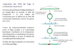 Hiv, orthomyxoviridae, fago lambda, mimivirus, virus del papilloma umano, hepatitis b virus, influenzavirus a, arbovirus fonte wikipedia on amazon.com.au. Procesos Por Los Que El Adn Se Transfiere