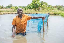 Aquaculture is loosely defined as the production of hatchery fish and shellfish which can be grown. Kamuthanga Fish Farm The Borgen Project