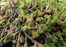 Image result for Selaginella chevalieri