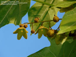 Image result for Sterculia appendiculata