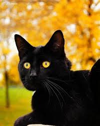 Black And White Cat Breeds With Yellow Eyes Yellow Eyed White Cat Black Cat With Yellow Eyes Black Cat Art Yellow Cat Black Cat Aesthetic